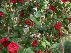 -深圳国际园林花卉博览园