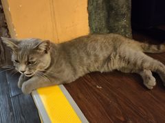 -猫岛主趣味餐厅(鼓浪屿店)