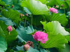 -荷塘月色湿地公园·向阳花洲