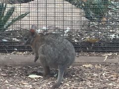 -费瑟代尔野生动物园