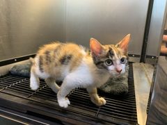 -PETKIT小佩宠物·低压洗护(国顺东路店)