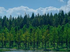 -黄海国家森林公园