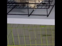 -喵百万·布偶·蓝金金渐层英短·猫舍(百子湾店)
