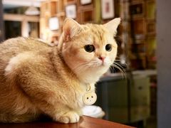 糯米-咖法森林·咖啡  酒吧(天河店)