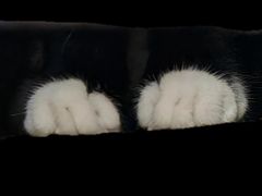 -纳吉亚猫专科动物诊疗中心(蒋宅口分院)