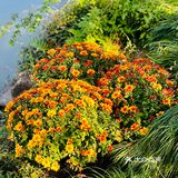 桂拂清风菊带霜