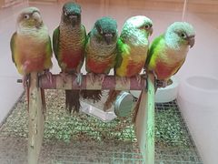 -帕帕拉兹宠物(亚洲旗舰店)