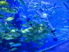 -太平洋海底世界