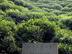 -十八棵（老龙井）御茶园(老龙井店)