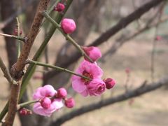 -禹州森林植物园