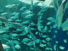 -上海海洋水族馆