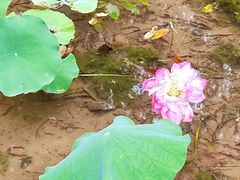 -重庆彩云湖湿地公园