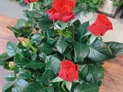 -何兮花店·气球派对鲜花店(马桥银春路万科城店)