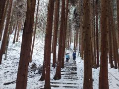 -武陵山森林公园
