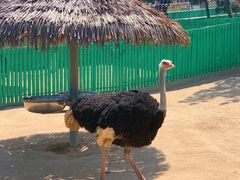 -西霞口神雕山野生动物世界