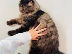 -豆逗聊愈猫阁Easy Life