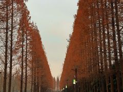 -黄海国家森林公园