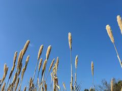 -昆山城市生态森林公园