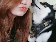 -柴犬高等学院·狗咖·柴犬售卖·宠物训练