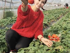 -喜杨洋草莓采摘园