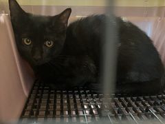 -伟伟宠物医院·CT影像中心·瑞派犬猫综合性门诊(汉口总院)