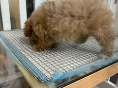 -萌宠之家·腊肠犬·马尔泰·小体犬舍