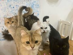 -李小姐の猫咖啡馆(五角场店)