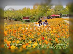 -花开海上生态园
