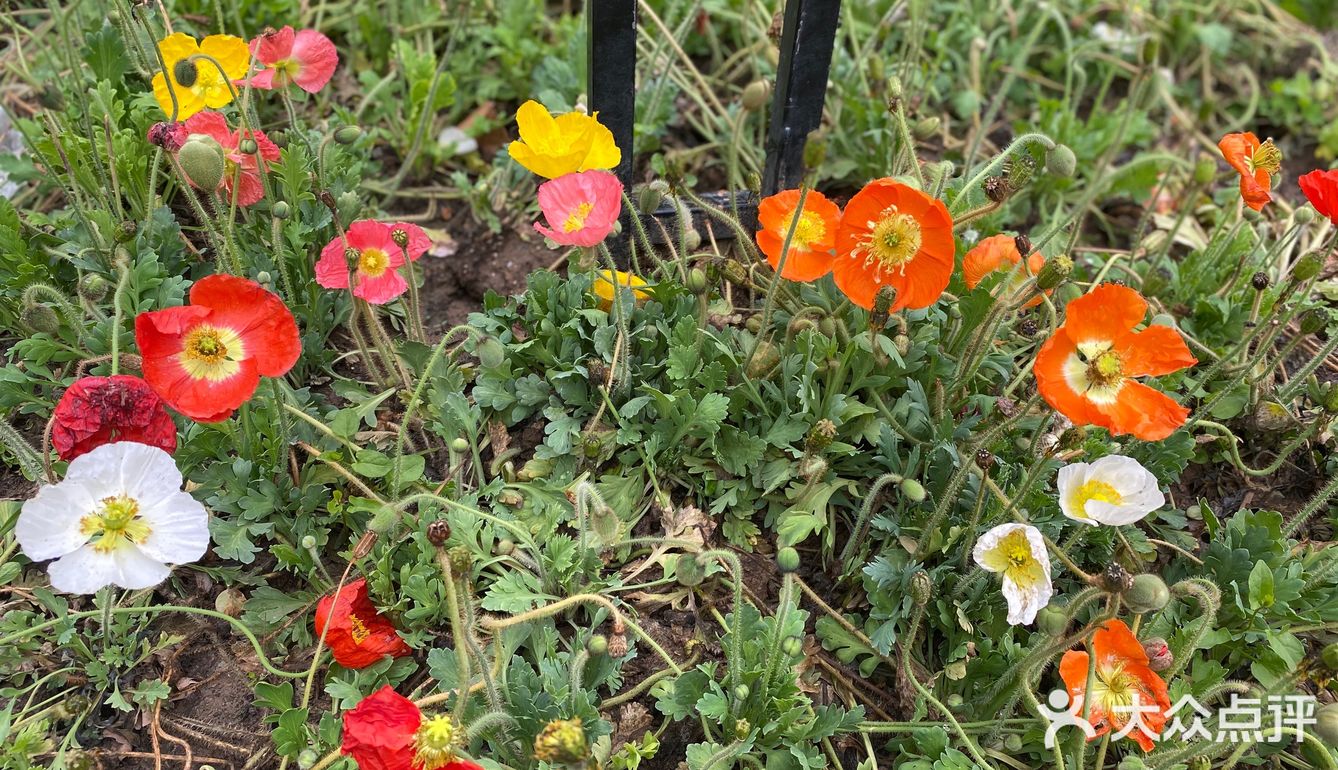 花都开好了，就等你来