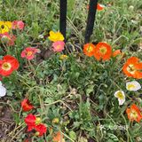 花都开好了，就等你来