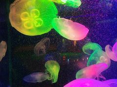 -太平洋海底世界