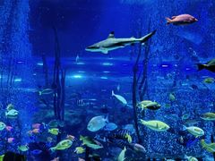 -沈阳海洋探索中心