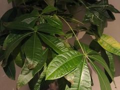 -泰合玺·精油疗愈 SPA(南京河西万达店)