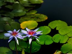 -国家植物园南园
