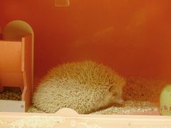 -藦茜花园宠物主题亲子互动体验馆(国顺东路店)