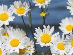 -沪上阿姨·精选茶饮(华强广场店)