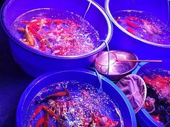 -中环花鸟鱼虫市场