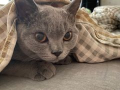 -翊宠yipet猫狗购宠庄园犬舍•猫舍