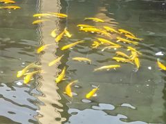 -觀芷隐轩