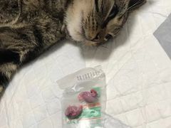 -灵美宠物诊所