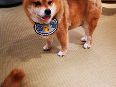-逗柴咖啡屋·狗咖猫咖宠物桌游