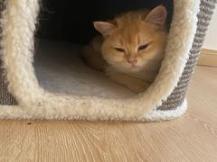-猫腻·猫咖·撸猫馆(星光大道店)