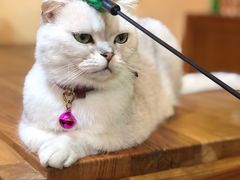 -李小姐の猫咖啡馆(五角场店)