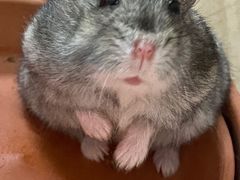 -严国平动物医院(德政总院)