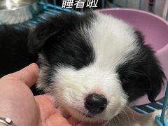-唐小姐の猫狗洗护·购宠旗舰店(周浦万达店)