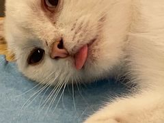 -飞行喵MR PILOT|猫舍·猫咖(静安大融城店)