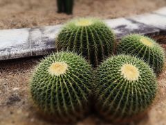 -深圳仙湖植物园-停车场