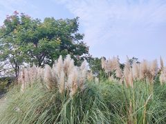 -贡湖湾湿地公园
