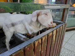 -上海大自然野生昆虫馆(东方明珠·爬宠昆虫探索中心)