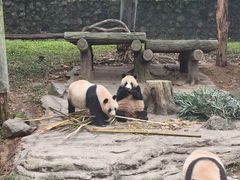 -都江堰中华大熊猫苑
